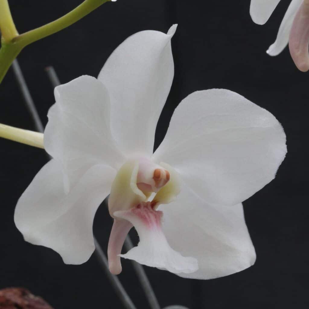 Vanda javierae