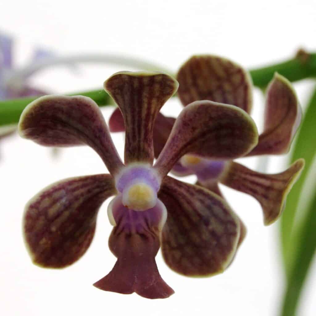 Vanda liouvillei