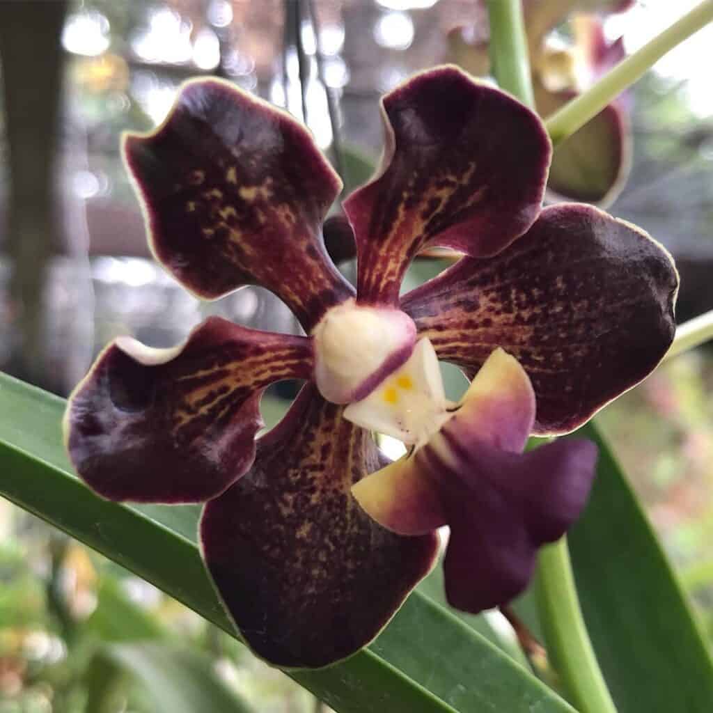 Vanda merrillii