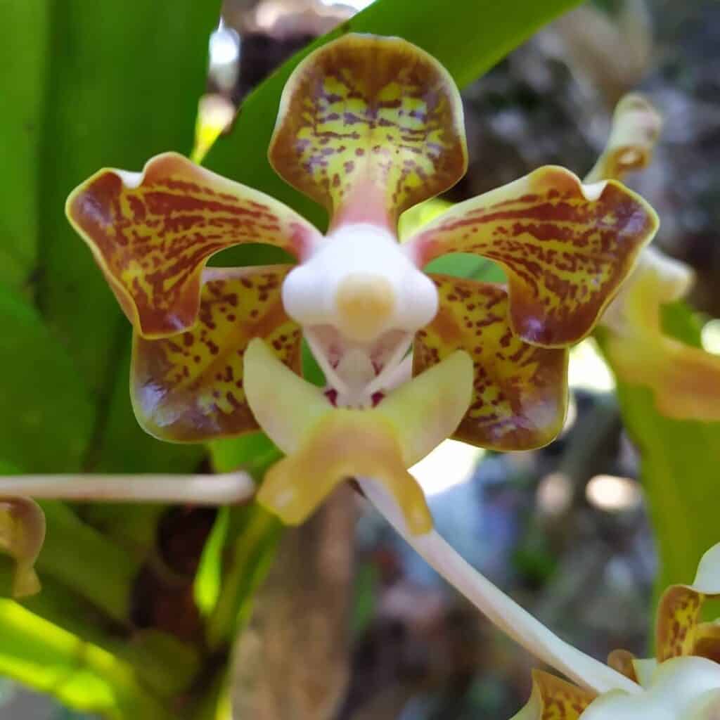 Vanda sumatrana