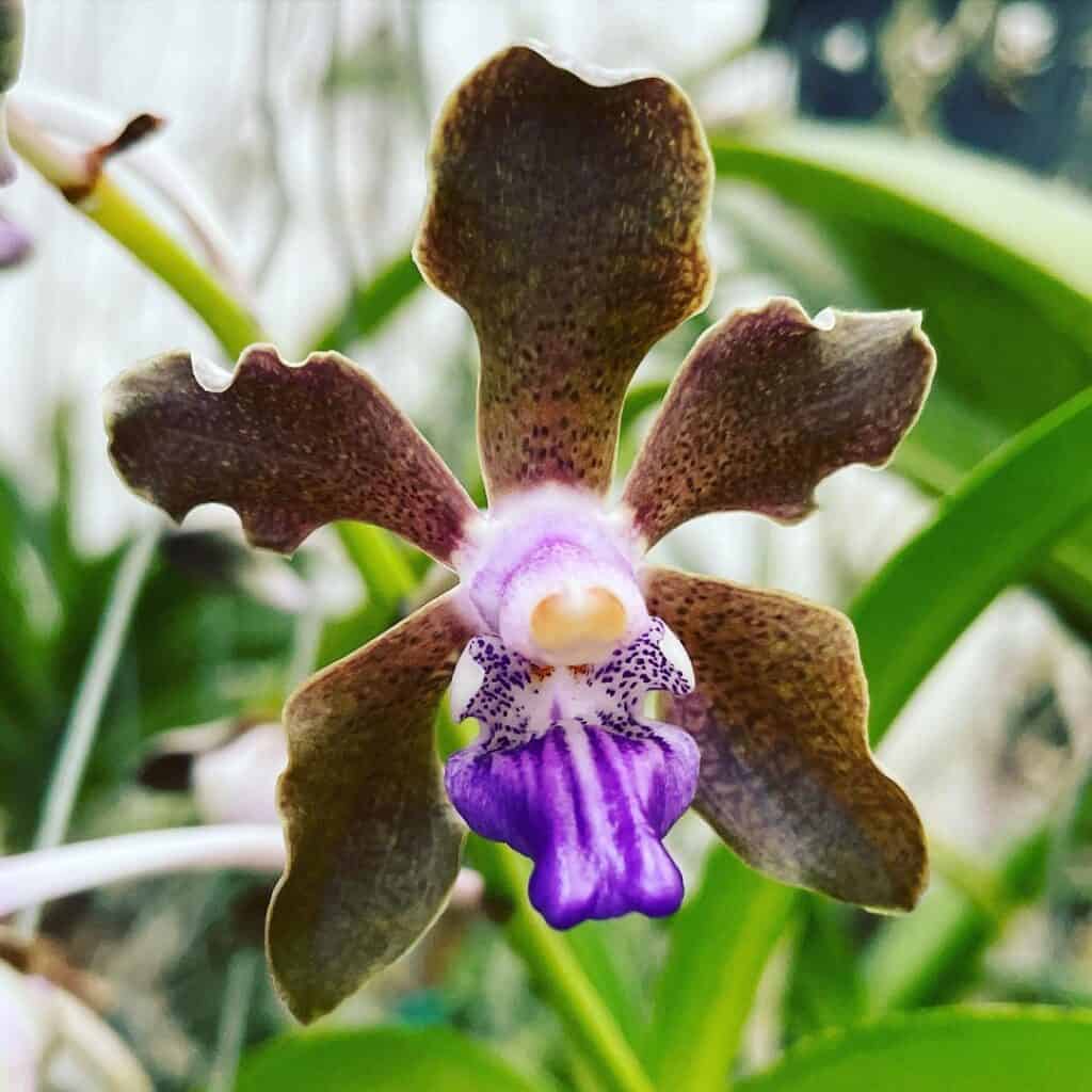 Vanda tessellata
