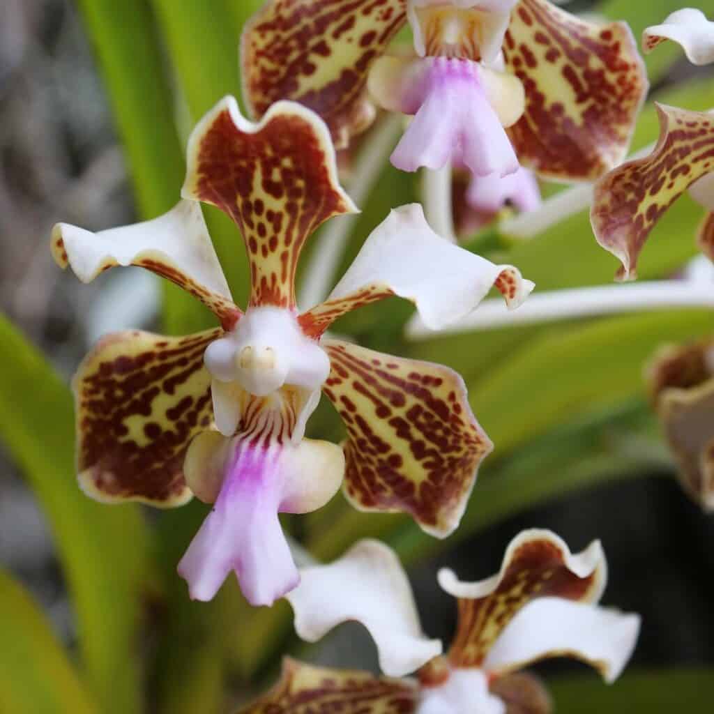 Vanda tricolor