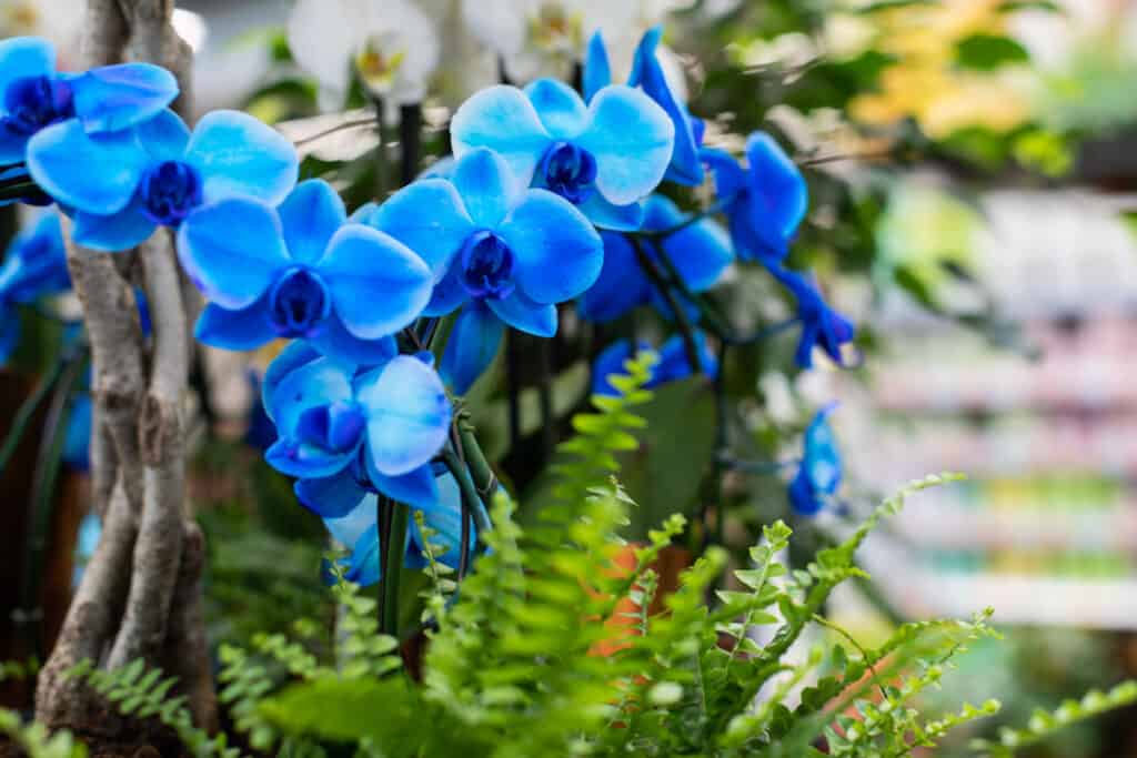 are blue orchids real