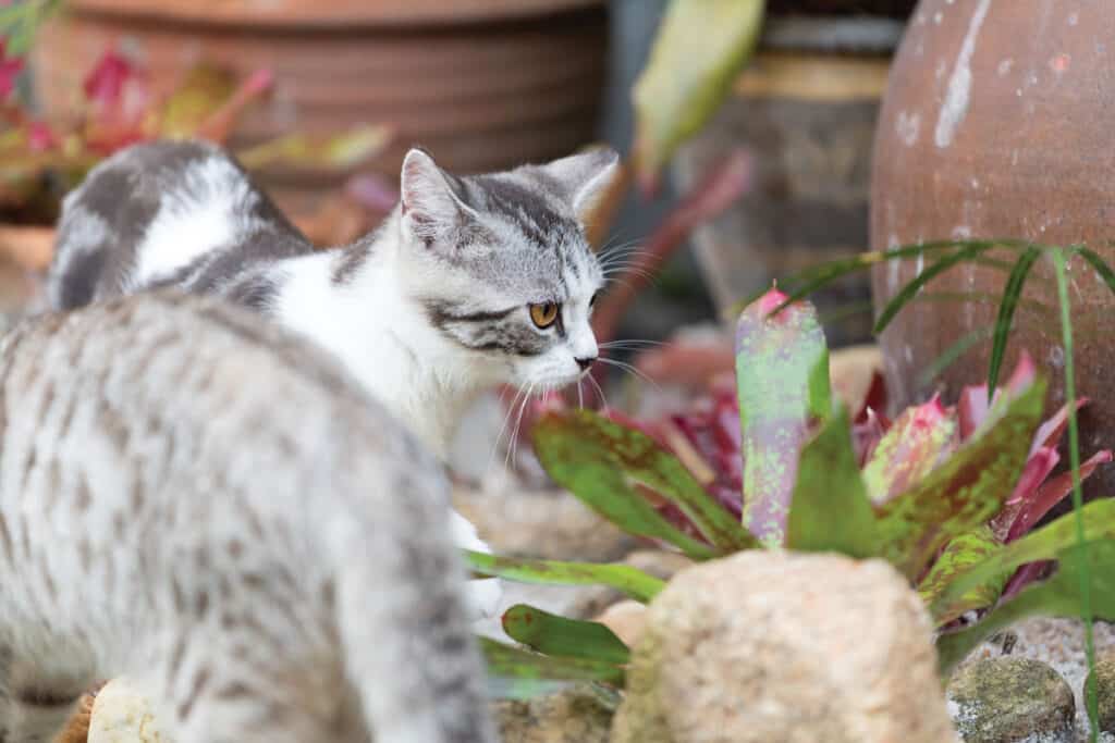 are bromeliad safe for cats