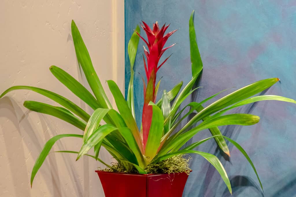 are bromeliads indoor plants