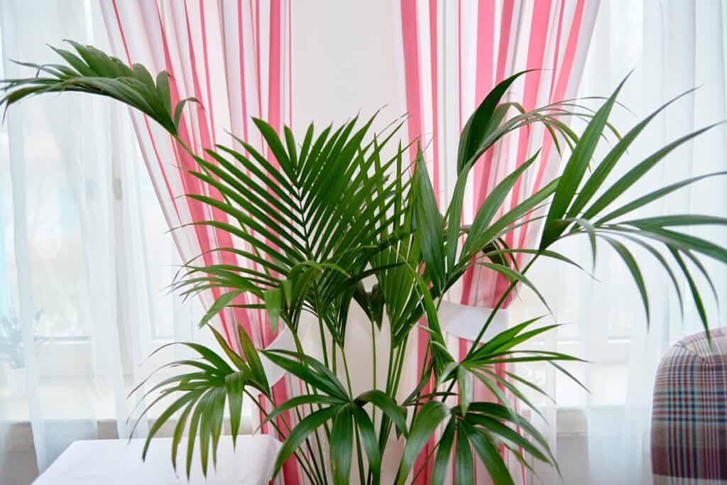 areca palm benefits