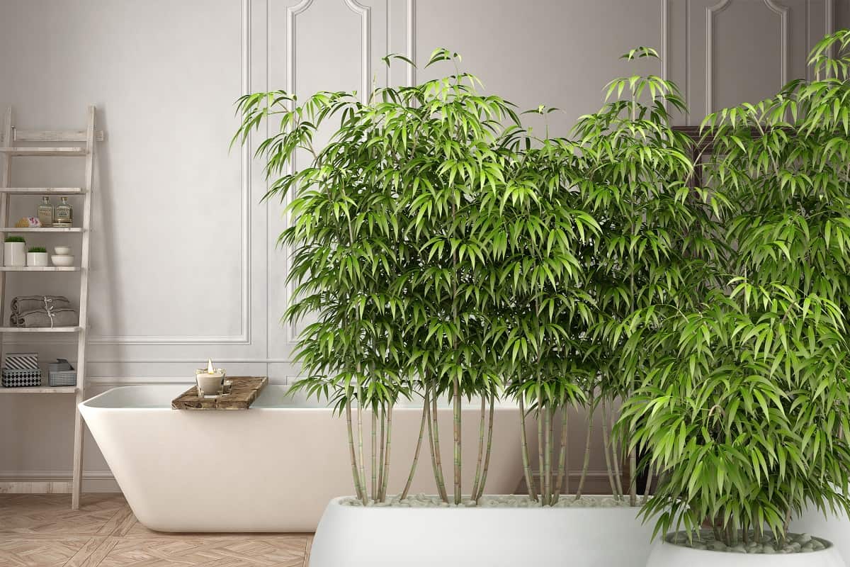 what is the best fertilizer for bamboo