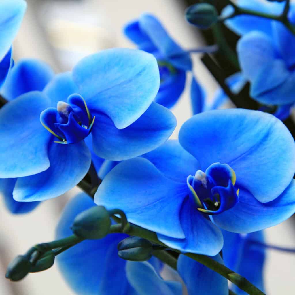 blue orchids
