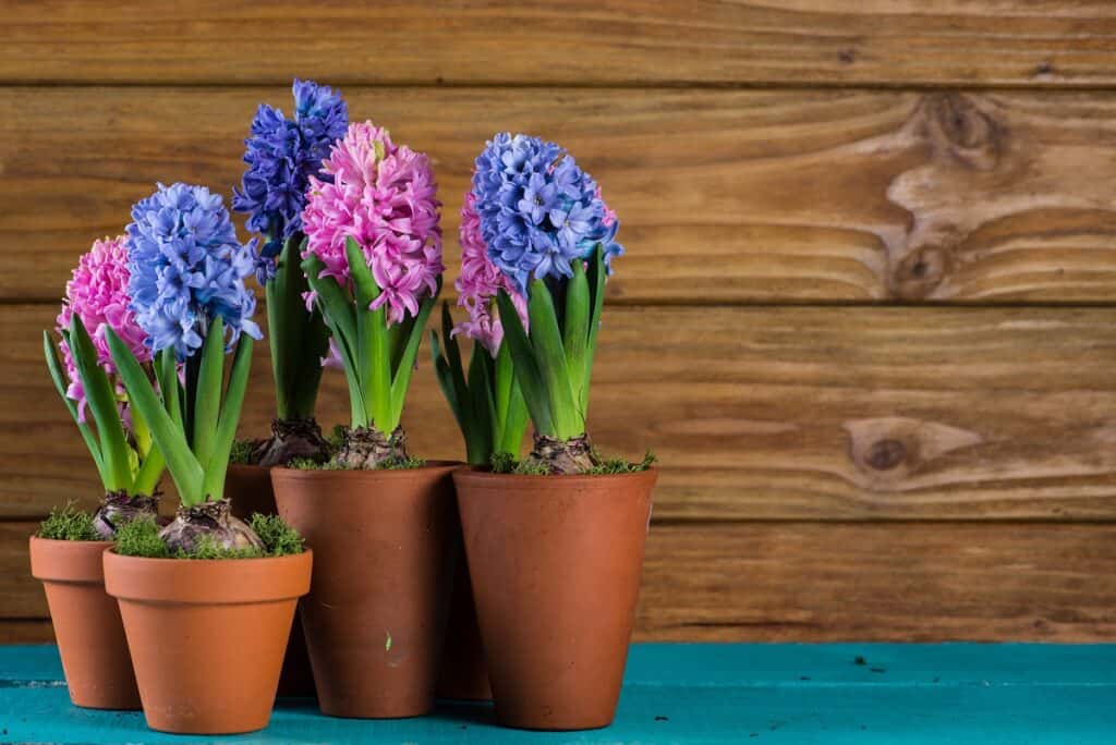 do hyacinths rebloom in pots