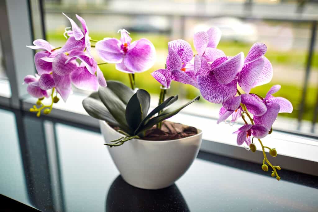 do orchid flowers smell good