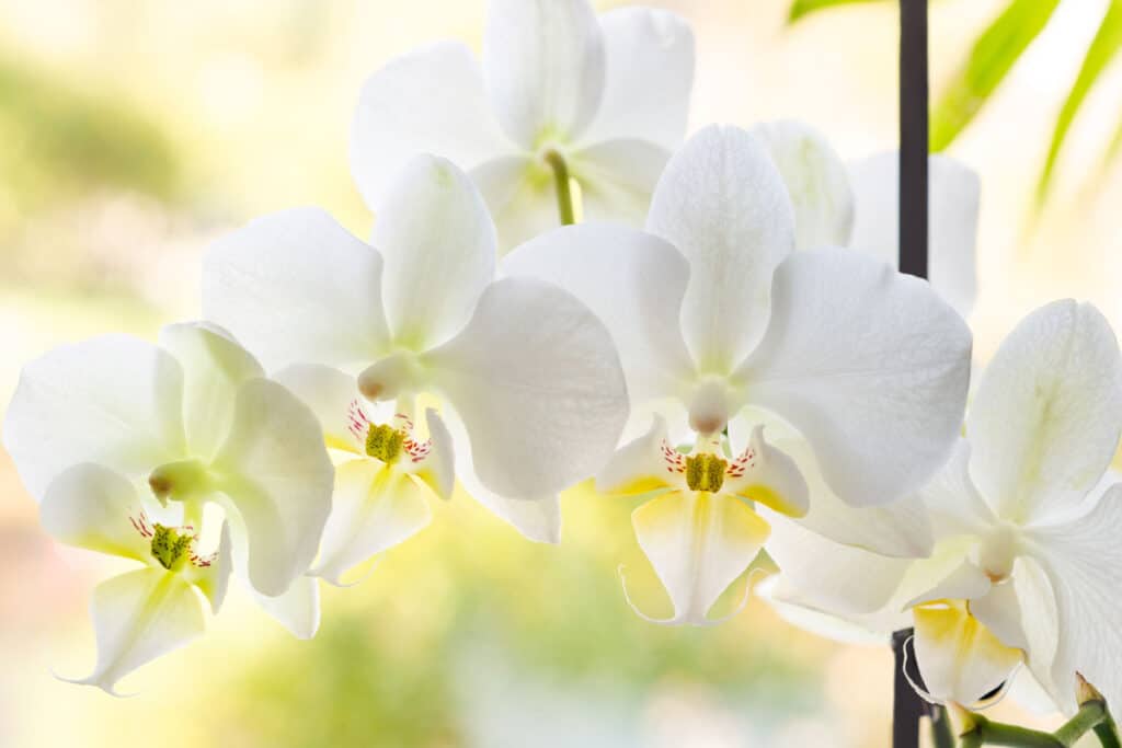 do white orchids have a scent