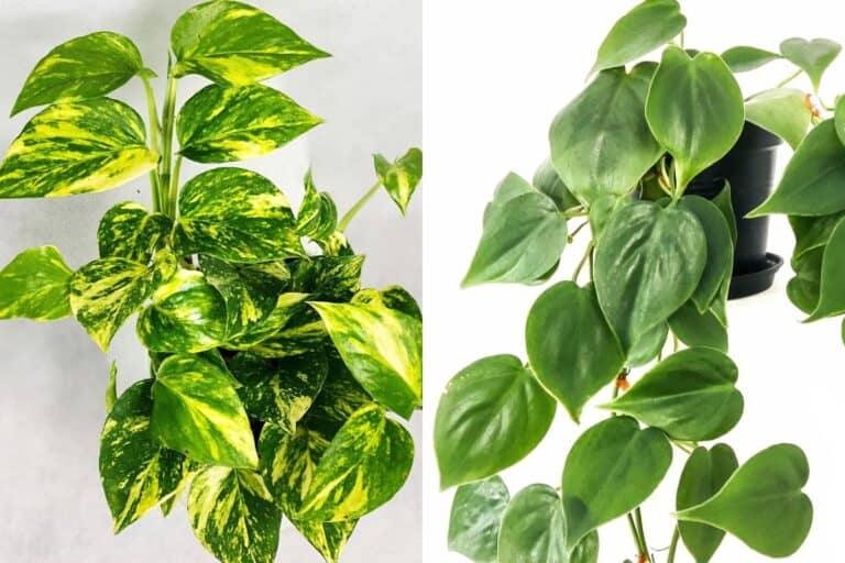 golden pothos vs philodendron