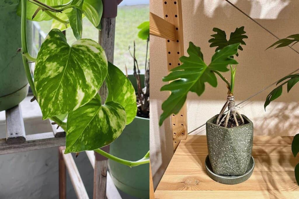 golden pothos vs philodendron aerial roots