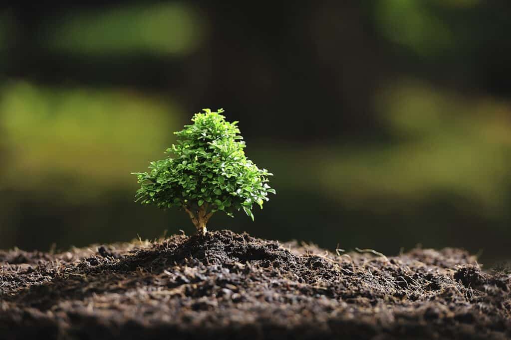 how to grow bonsai from seeds