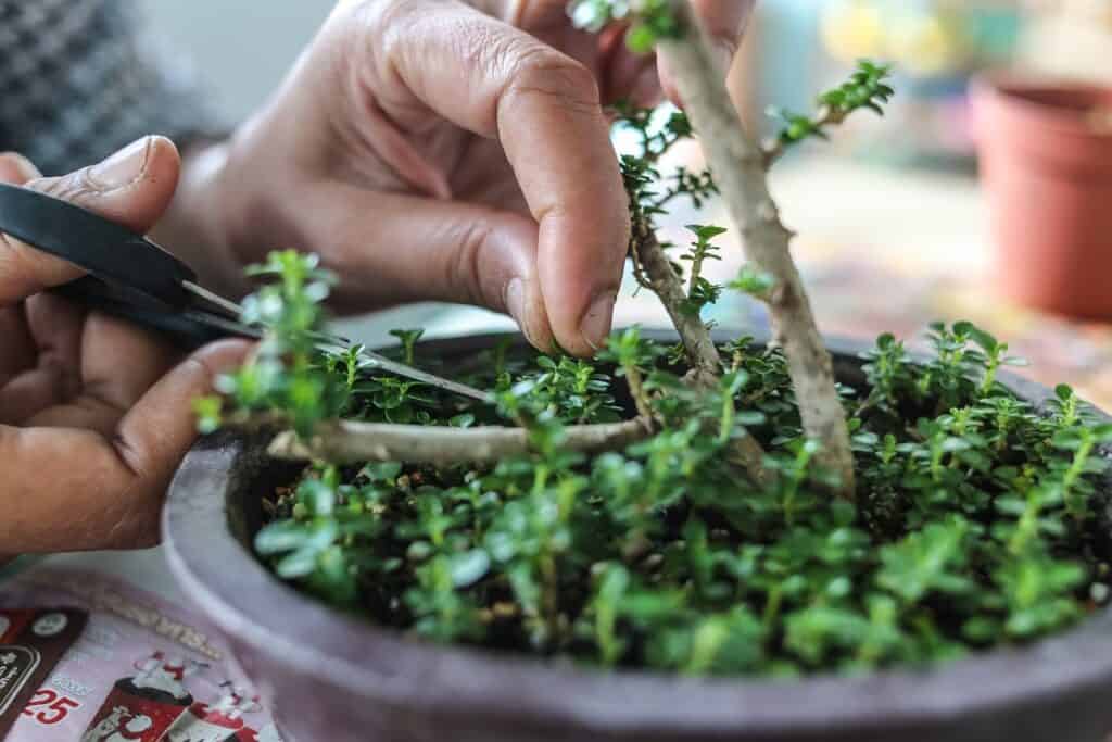 how to grow bonsai from seeds