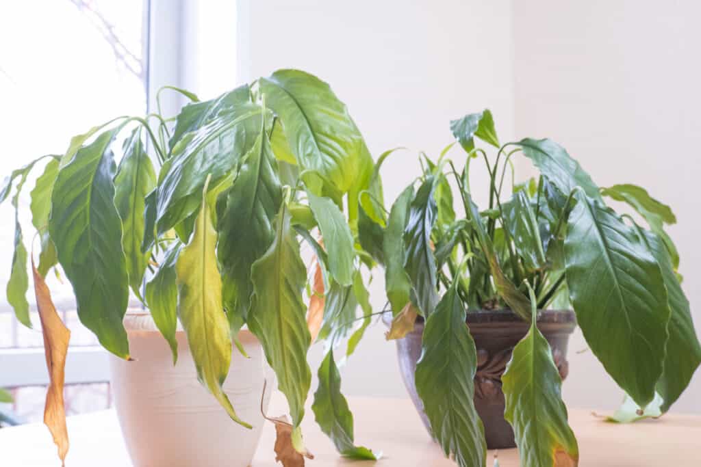 how do I know if my peace lily needs water