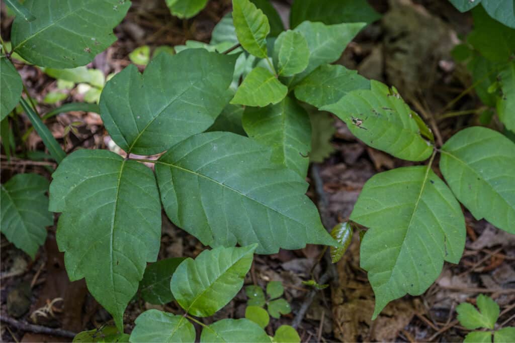 how do i identify poison ivy