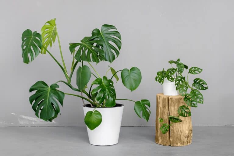 how fast do monstera grow