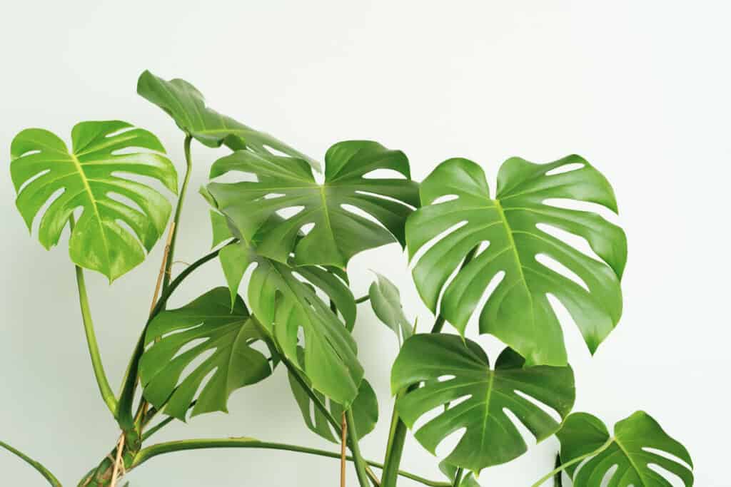 how much light does a monstera need
