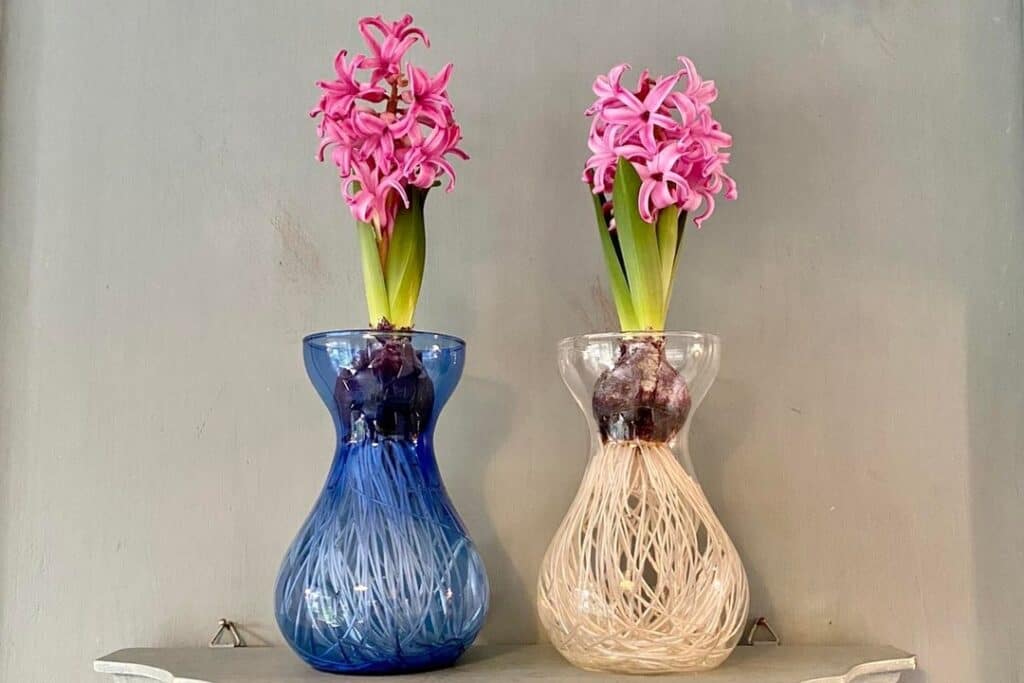 how to care for hyacinth in a vase