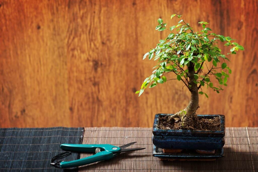 how to grow bonsai from seeds