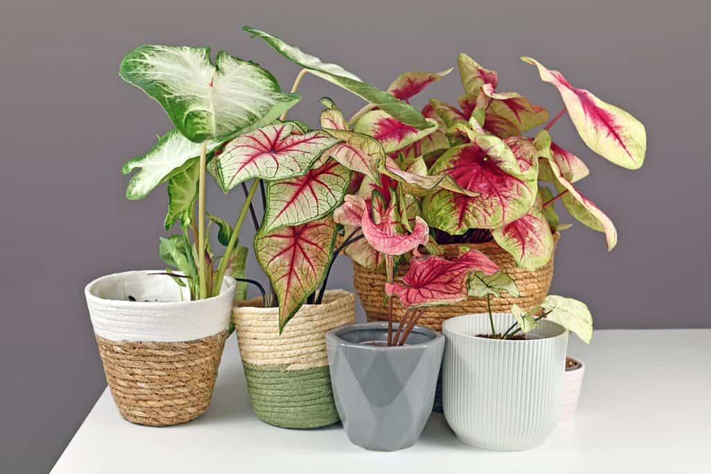 How To Plant Caladium Bulbs Houseplant Alley How To Plant Caladium Bulbs Houseplant Alley