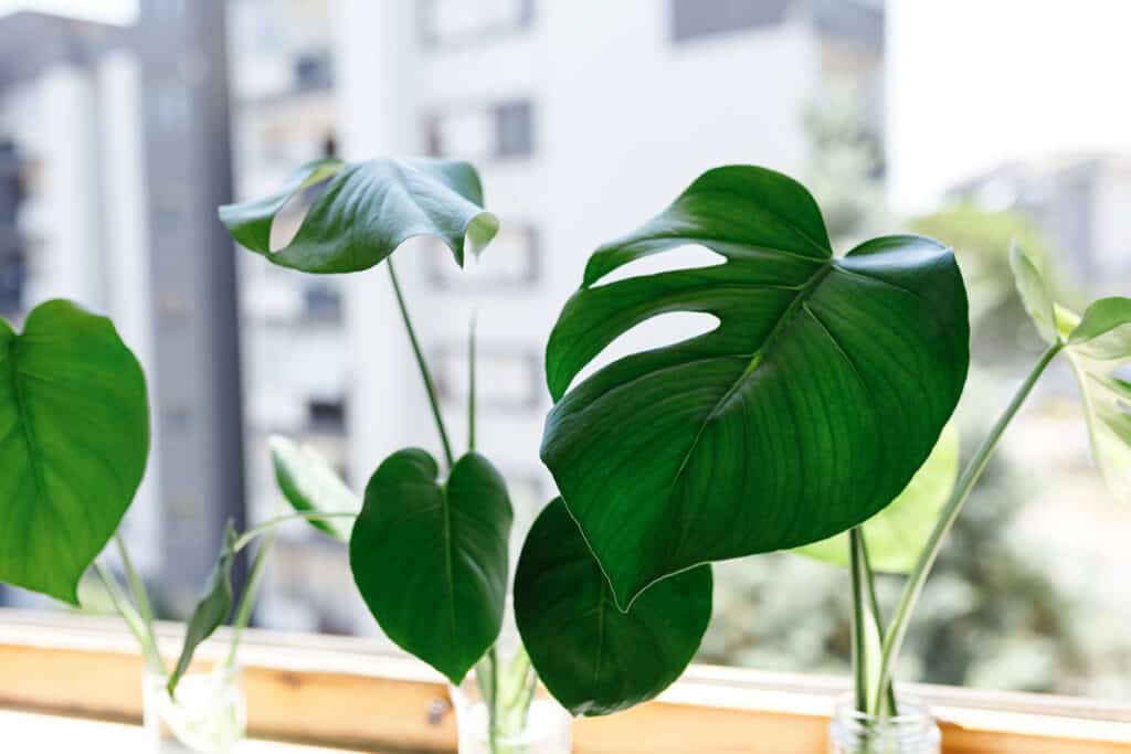 how to propagate monstera