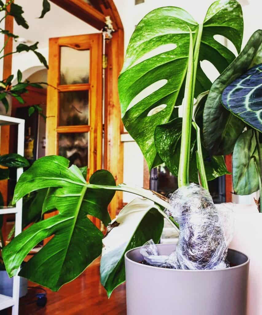 how to propagate monstera by air layering