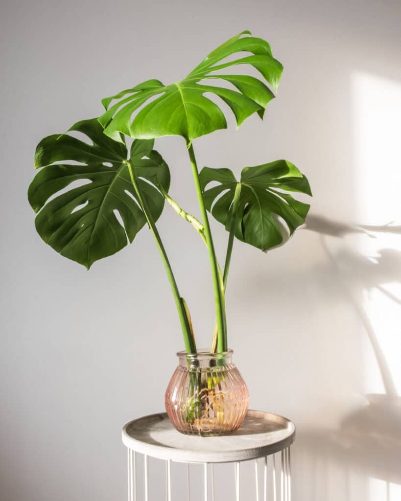 how to propagate monstera in water