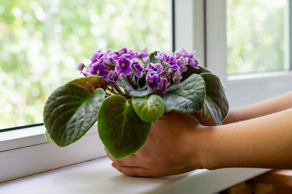 how to prune african violets