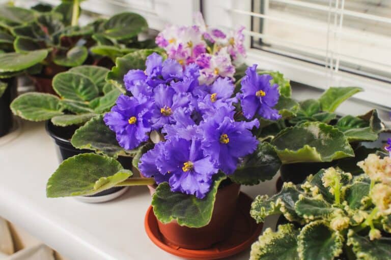 how to prune african violets