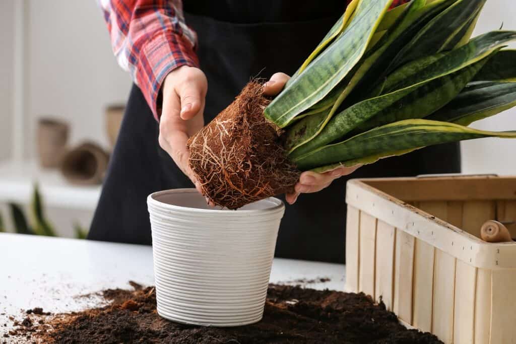 how to separate snake plant