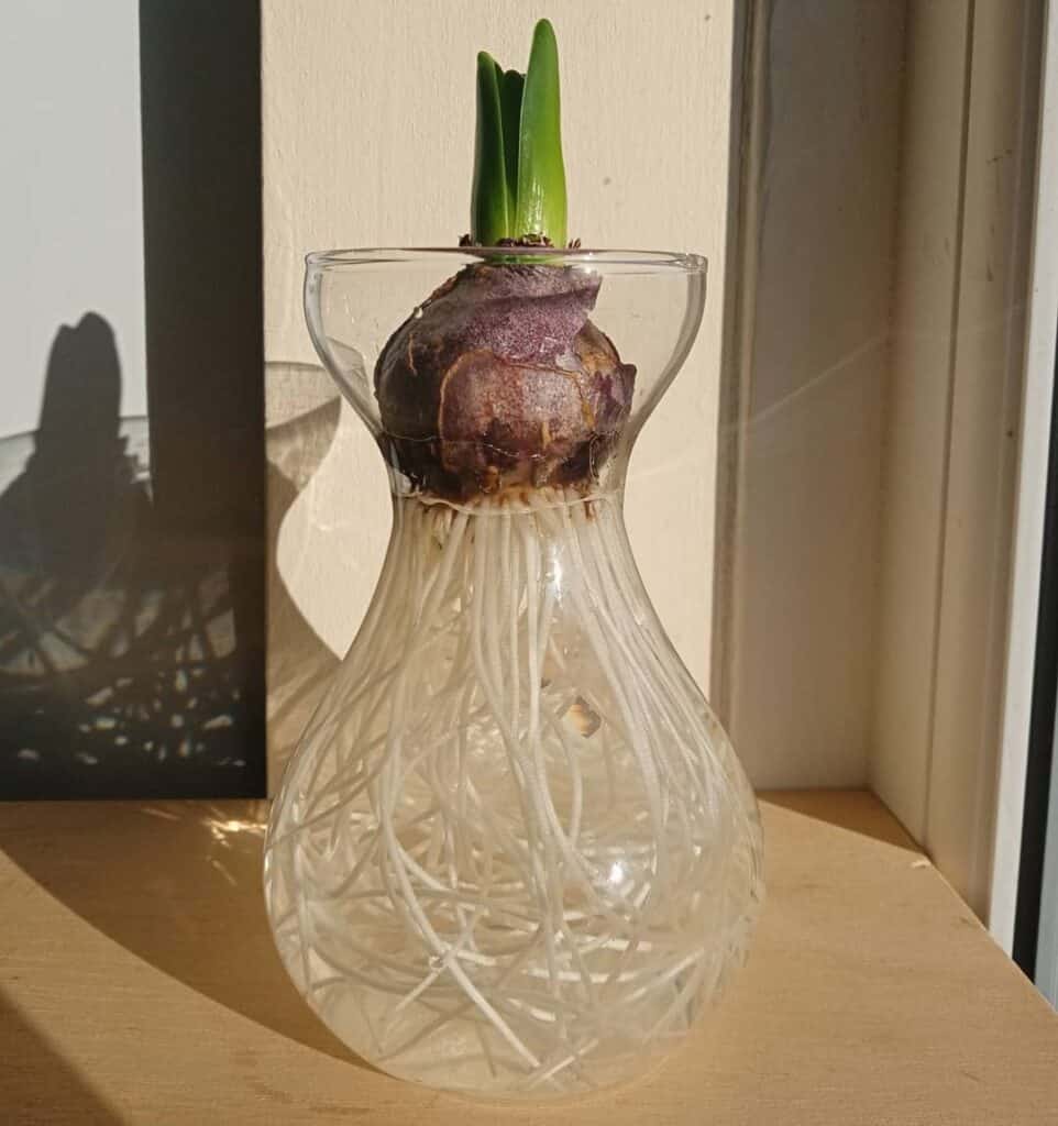 How Do You Care For Indoor Hyacinth Bulbs