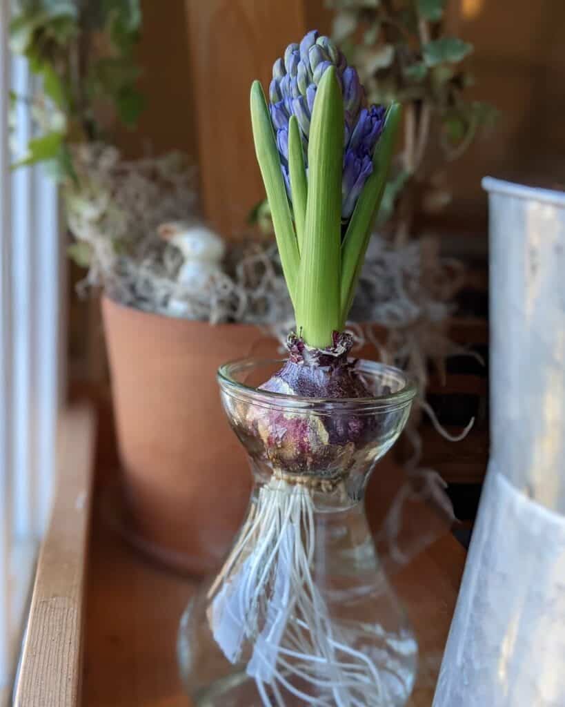 How Long Do Hyacinths Last In A Vase