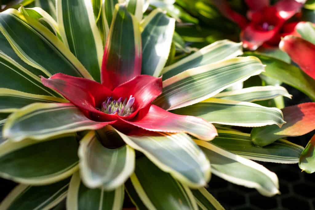 is blushing bromeliad toxic to cats