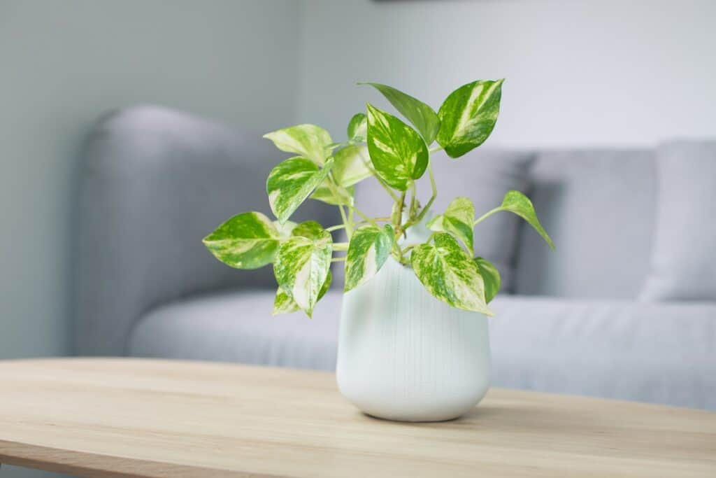 is golden pothos poisonous to cats
