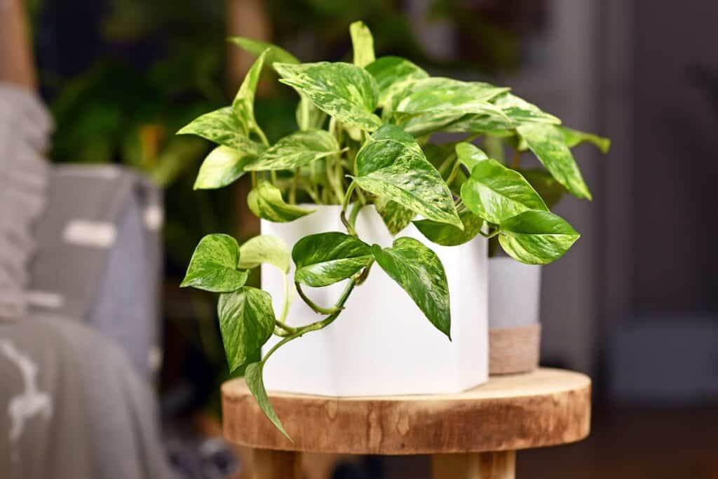 is golden pothos poisonous to cats
