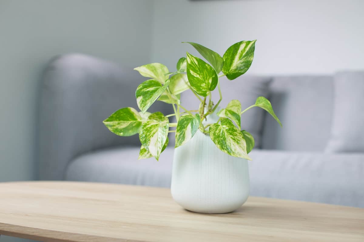 Is Golden Pothos Poisonous To Cats? Houseplant Alley
