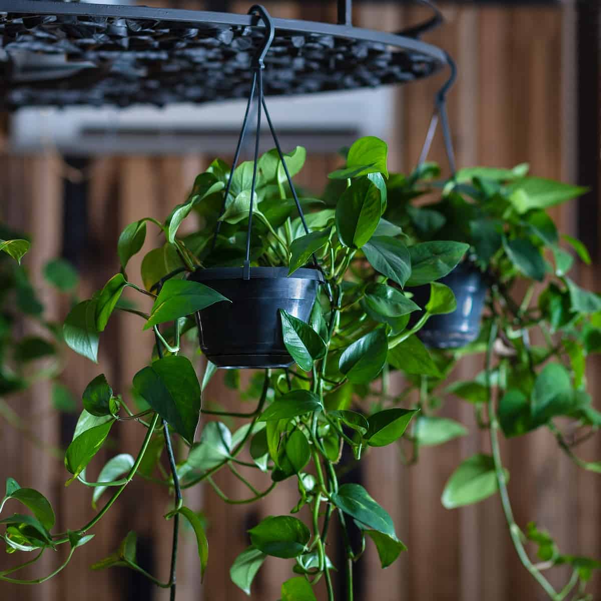 Is Golden Pothos Poisonous To Cats? Houseplant Alley