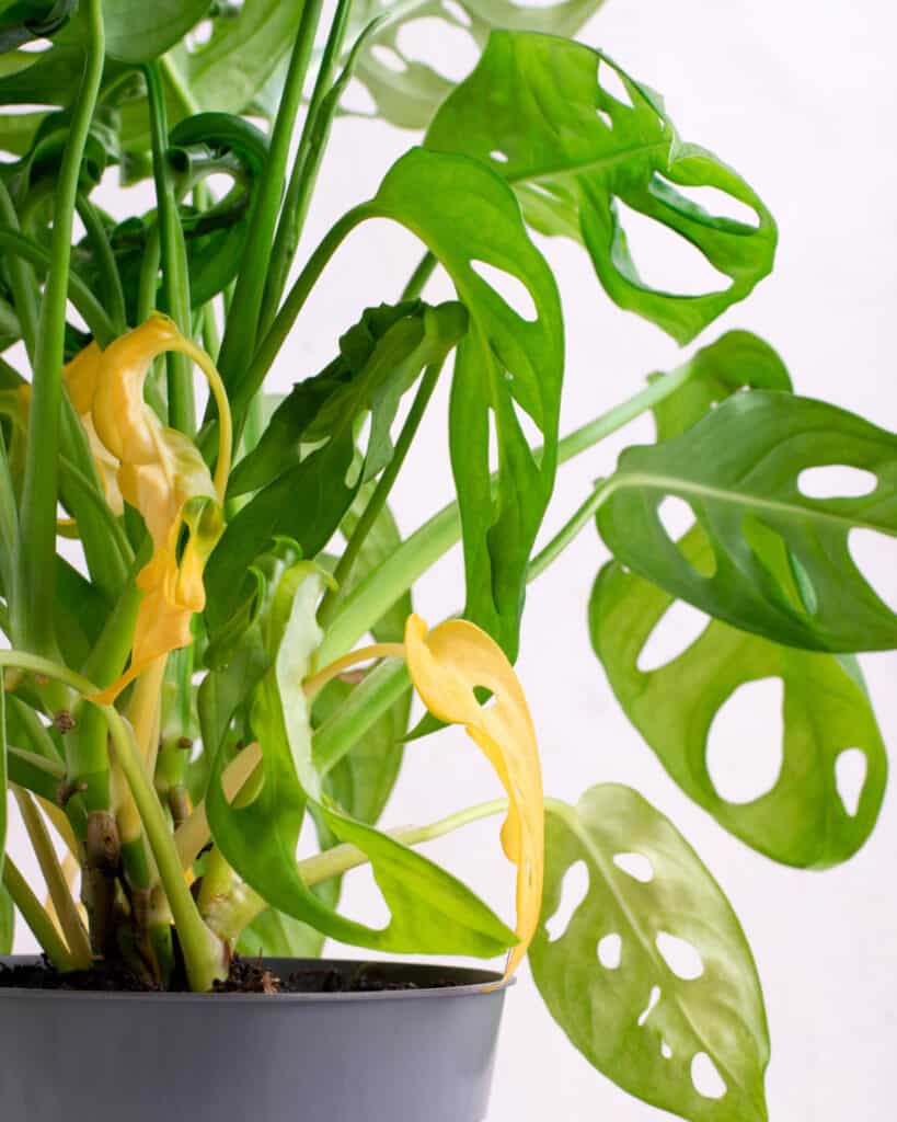 monstera turning yellow from old age