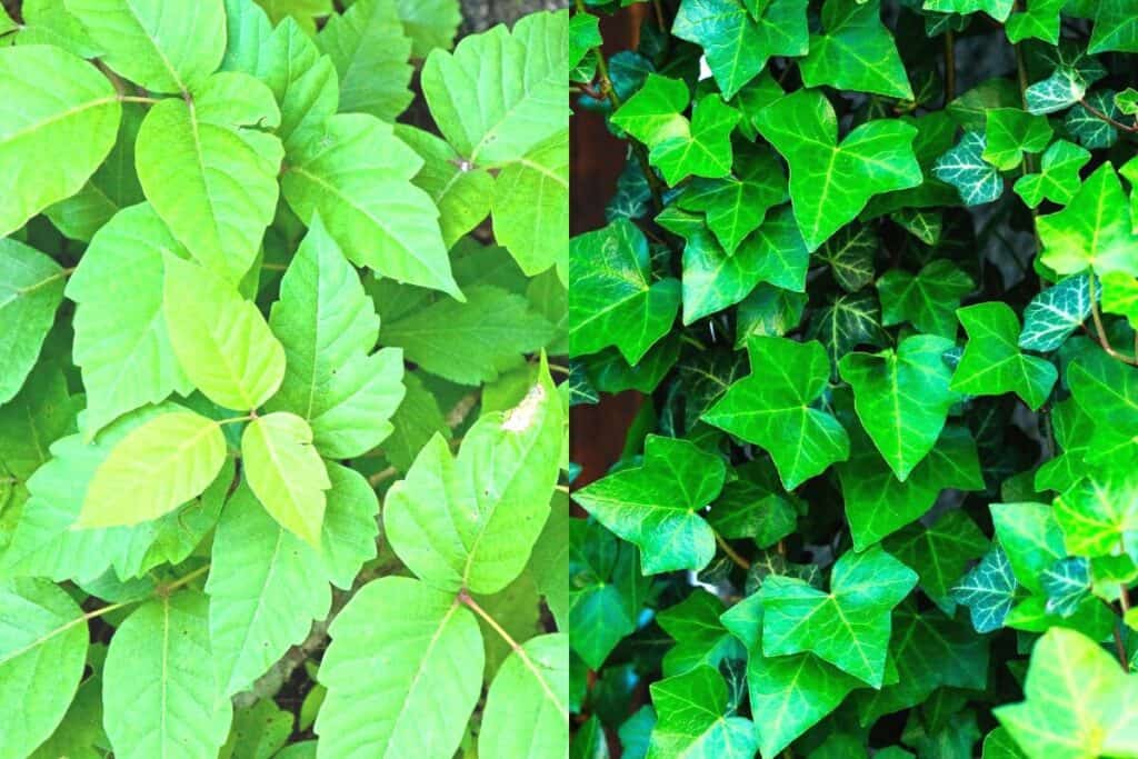 poison ivy vs english ivy