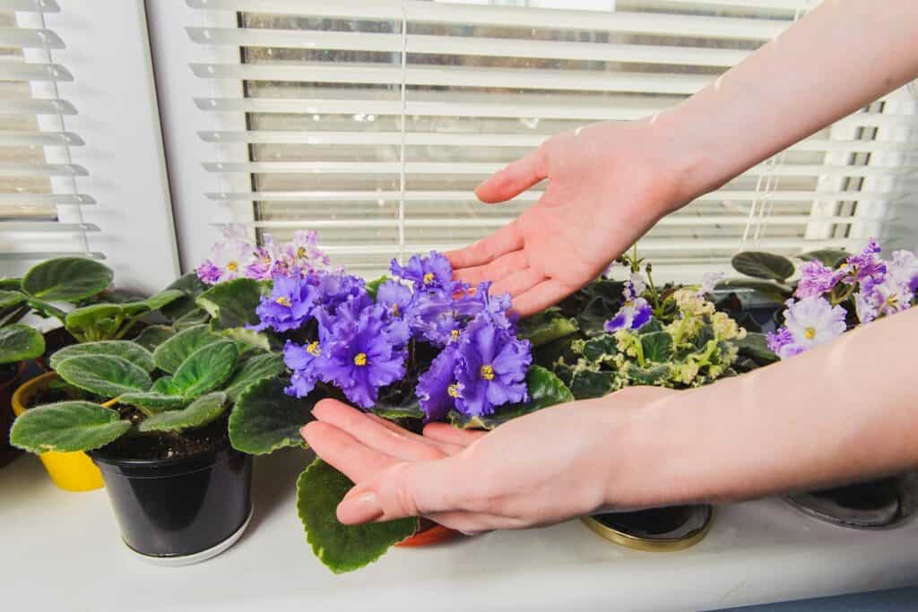 how to prune african violets