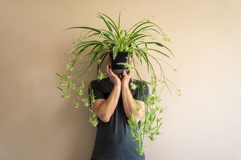 spider plant benefits