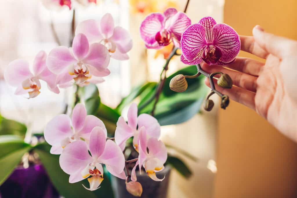 what do orchids symbolize
