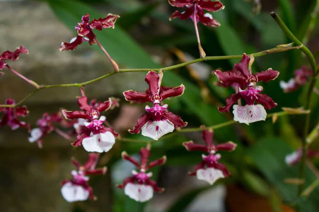 what orchid smells like chocolate