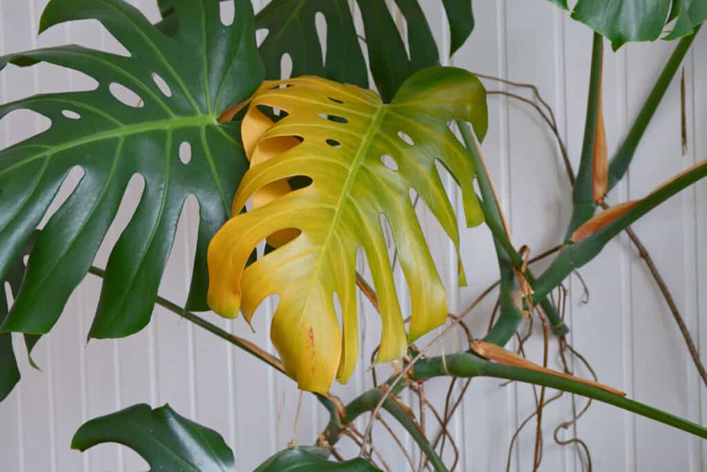 why is my monstera turning yellow