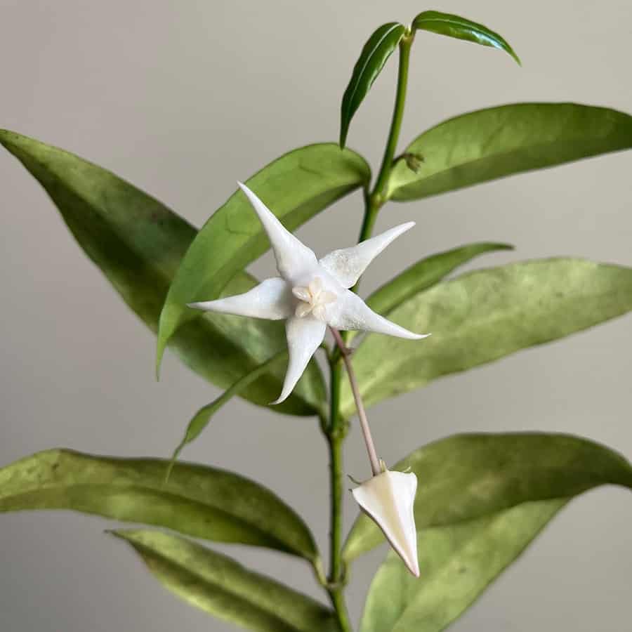 Hoya acuminata