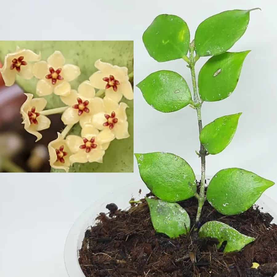 Hoya aeschynanthoides