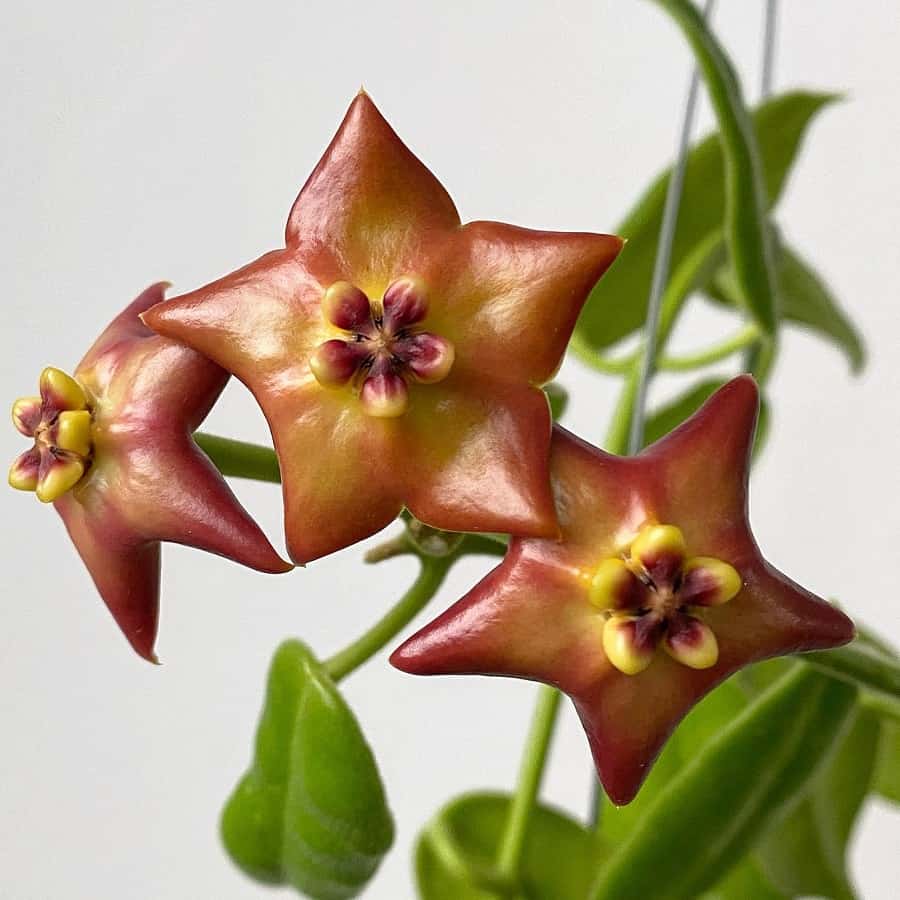 Hoya affinis