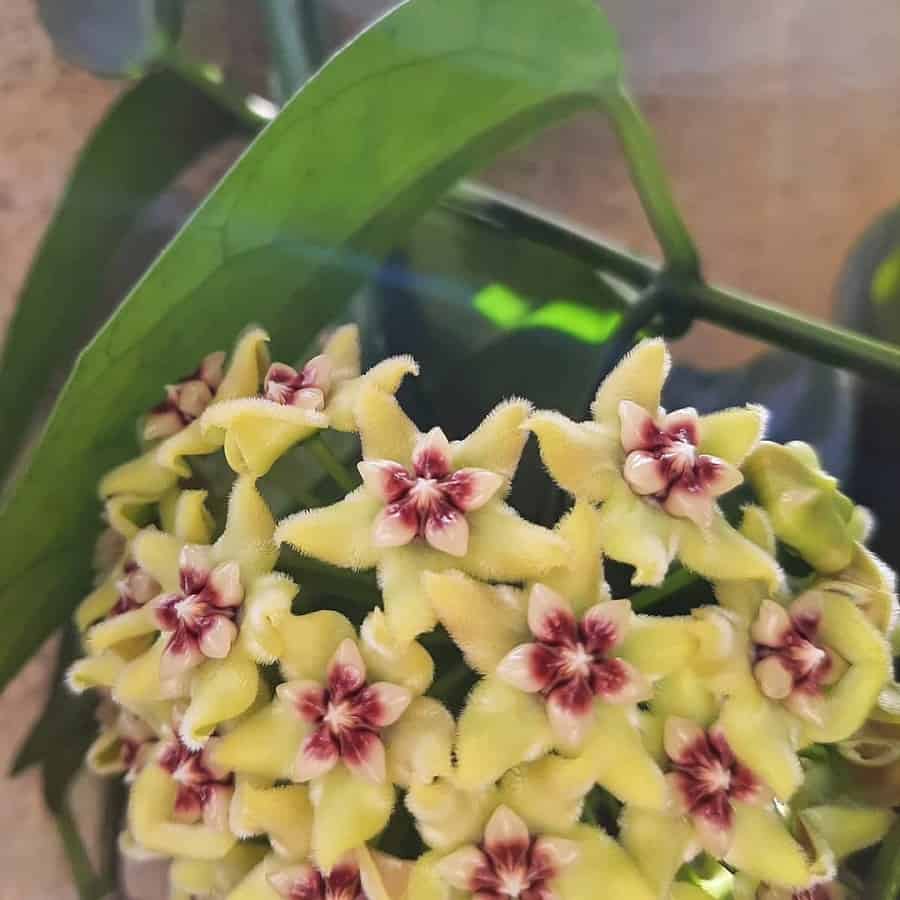 Hoya alagensis